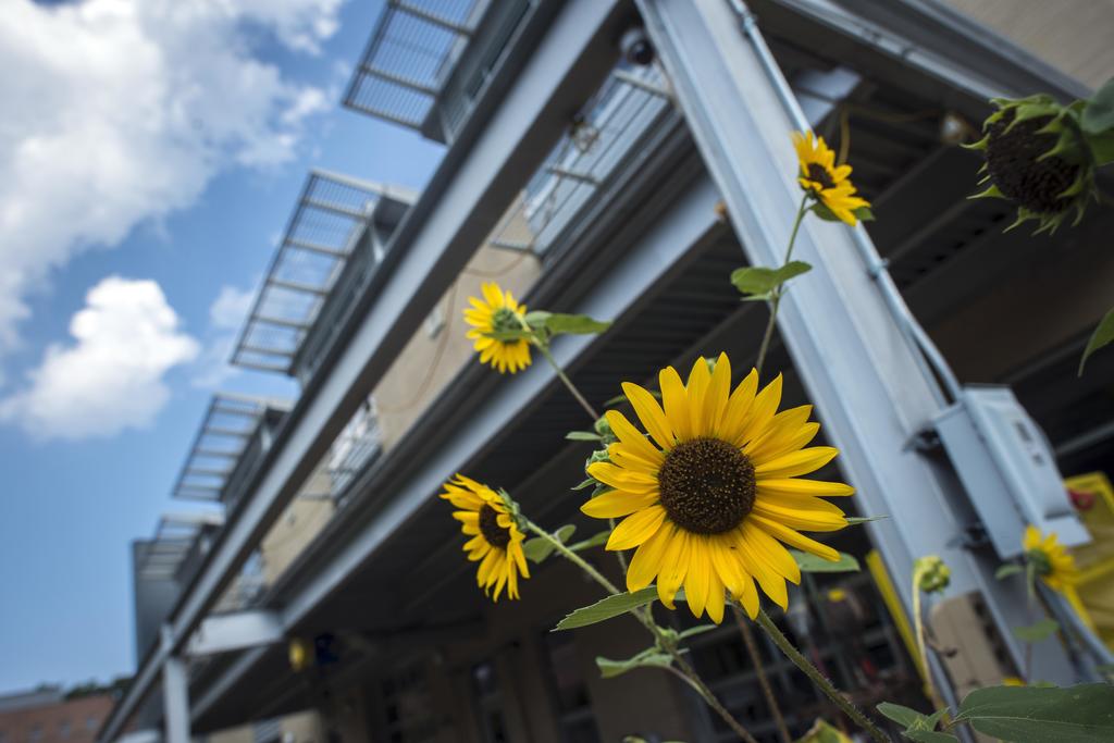 sunflowers in front of cvpa building