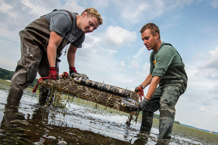 Civil engineering senior Tyler Miesse works with Celso Ferreira, assistant professor, on a project studying how vegetation in coastal marshes can protect communities from waves and flooding.