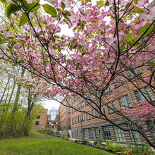 Research Hall with spring blossoms on the Fairfax Campus.